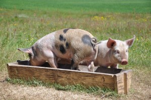 pig trough